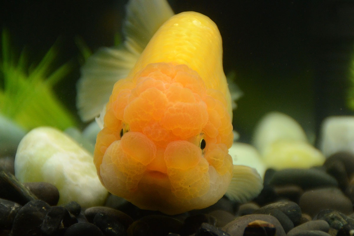 ranchu